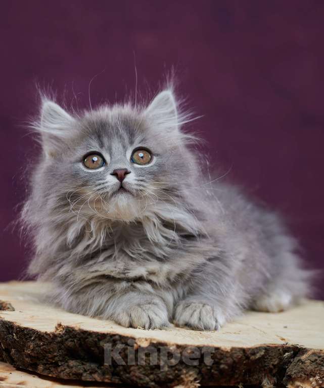 Кошки в Барнауле: Котик Юкотан💙 Мальчик, Бесплатно - фото 1