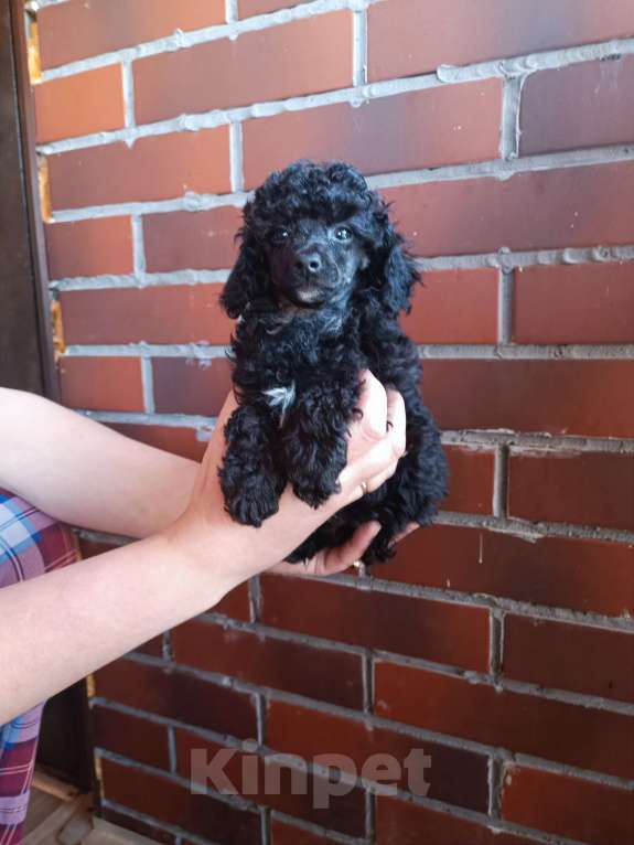 Собаки в Санкт-Петербурге: Той пудель Разнополые, 50 000 руб. - фото 5