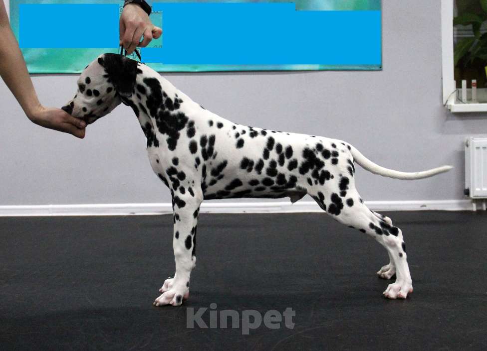 Собаки в Москве: Щенок ДАЛМАТИНА 4 месяца Мальчик, 100 000 руб. - фото 8