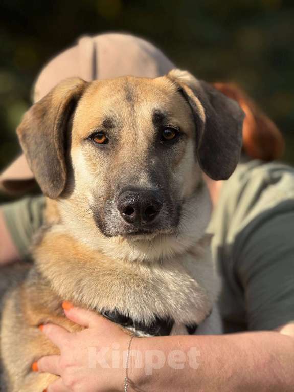 Собаки в Москве: Тима Мальчик, Бесплатно - фото 4