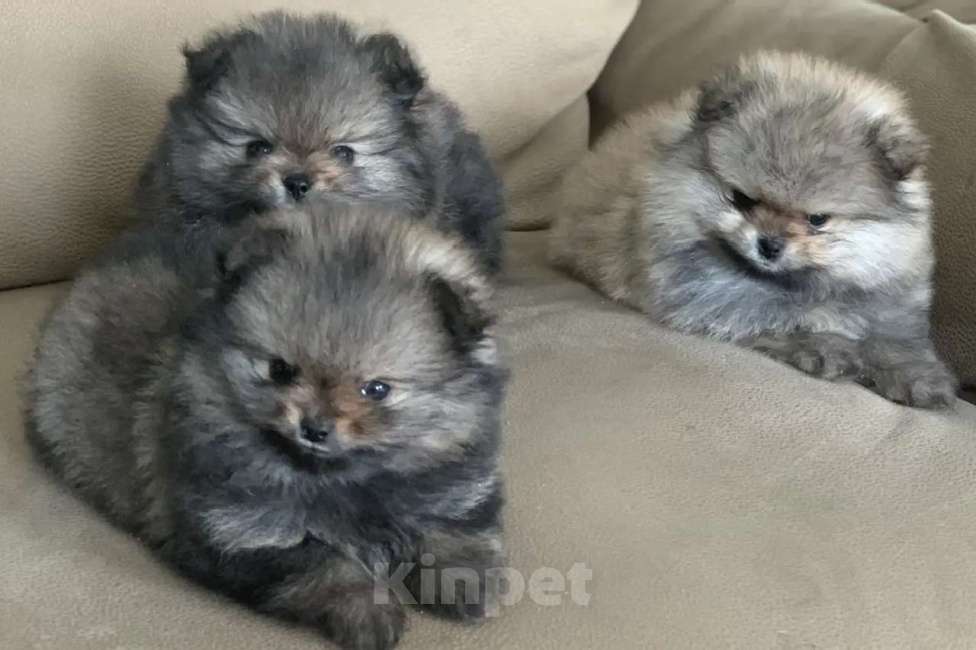 Собаки в Пензе: Померанский шпиц мальчики Мальчик, 38 000 руб. - фото 3