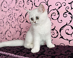 Кошки в Санкт-Петербурге: Серебристо-затушеванная красивая кошка  Девочка, 15 000 руб. - фото 3