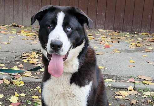 Алабай в добрые руки