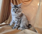 Кошки в Москве: Котенок курильского бобтейла Разнополые, 15 000 руб. - фото 6