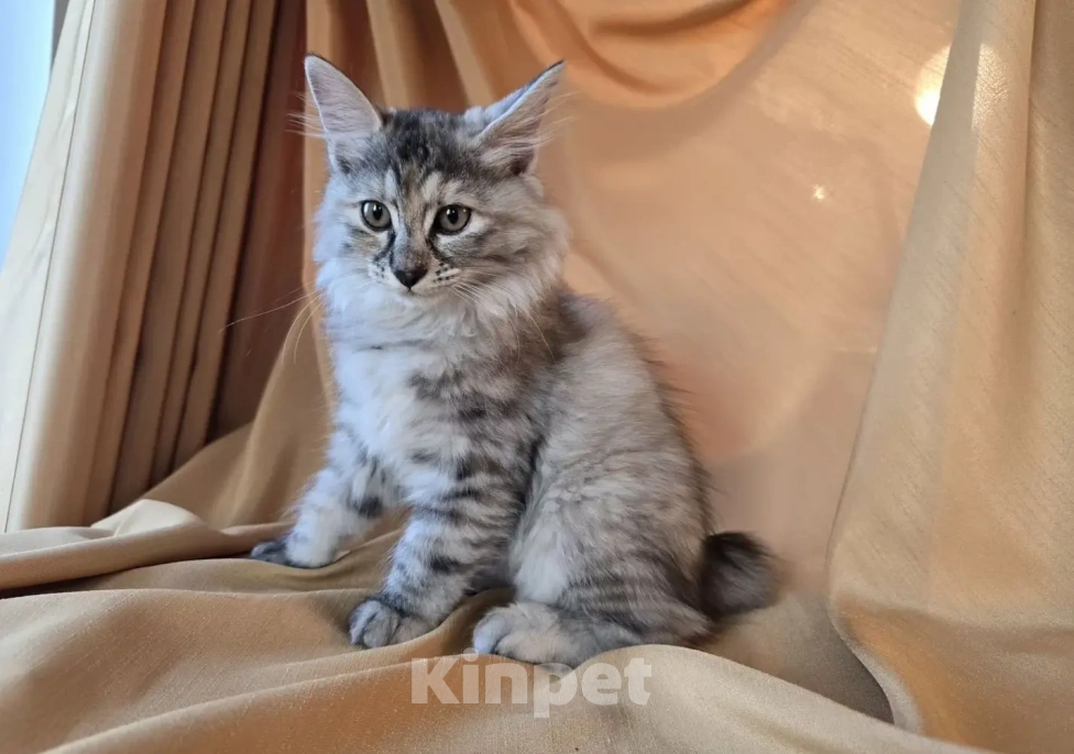 Кошки в Москве: Котенок курильского бобтейла Разнополые, 15 000 руб. - фото 6