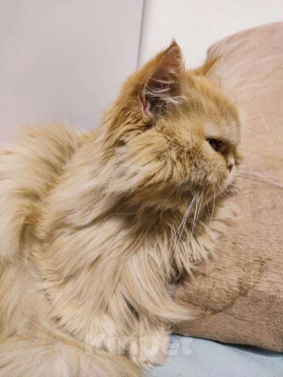 Кошки в Челябинске: Отдаю в добрые руки Персидскую кошку  Девочка, 1 руб. - фото 2