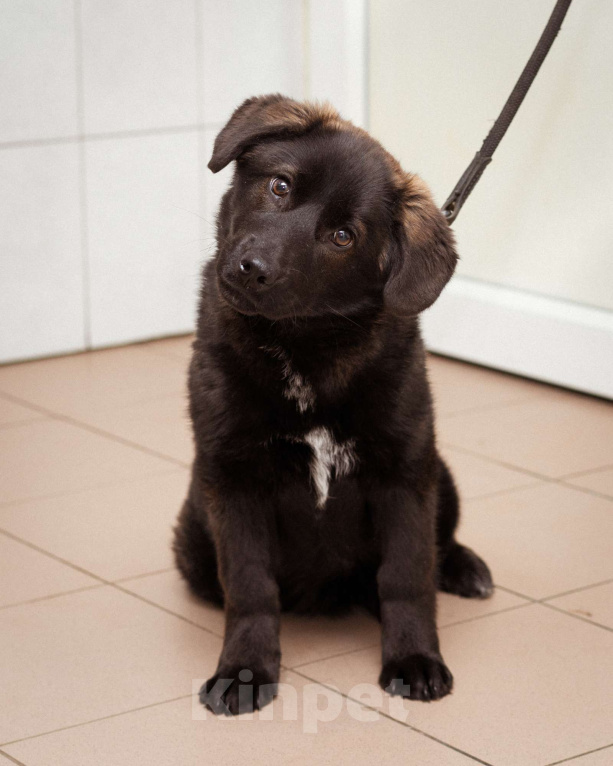 Собаки в Москве: Щенок очень ищет дом! Девочка, Бесплатно - фото 6