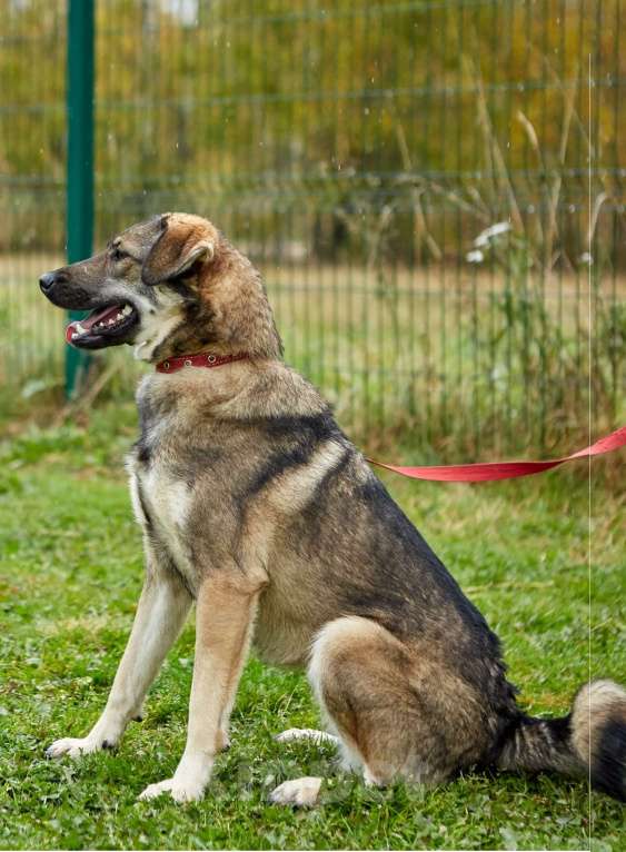 Собаки в Москве: Шерри умеет делать крокодилу как никто Девочка, Бесплатно - фото 4