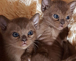 Кошки в Новосибирске: Бурманские котята Девочка, 40 000 руб. - фото 2