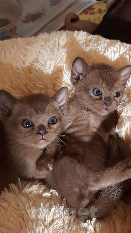 Кошки в Новосибирске: Бурманские котята Девочка, 40 000 руб. - фото 2