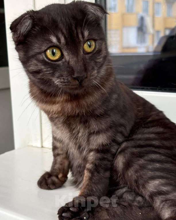 Кошки в Москве: Котенку грозит улица, потому что это девочка, а не мальчик Девочка, Бесплатно - фото 3