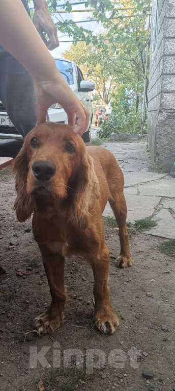 Собаки в других городах Ростовской области: Пропала собака Мальчик, 5 000 руб. - фото 2