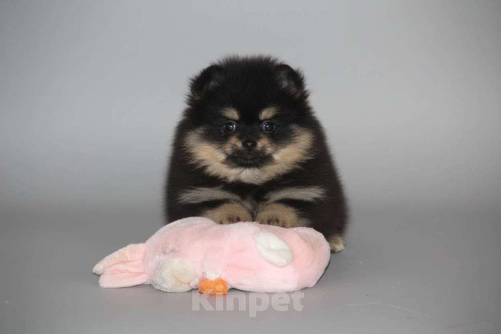 Собаки в Раменском: Девочка шпица Девочка, 60 000 руб. - фото 3