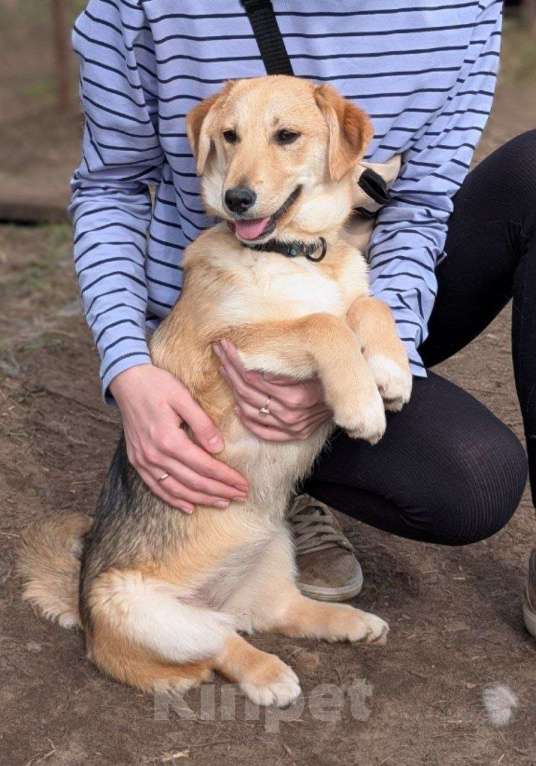 Собаки в Жуковском: Раф - щенок девочка из отлова Девочка, Бесплатно - фото 6