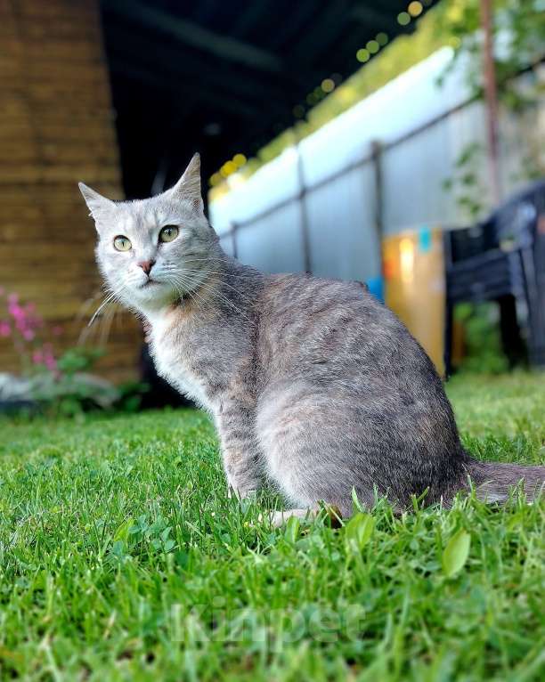 Кошки в других городах Ленинградской области: Кошечка Дюльсинея нуждается в доме Девочка, Бесплатно - фото 9