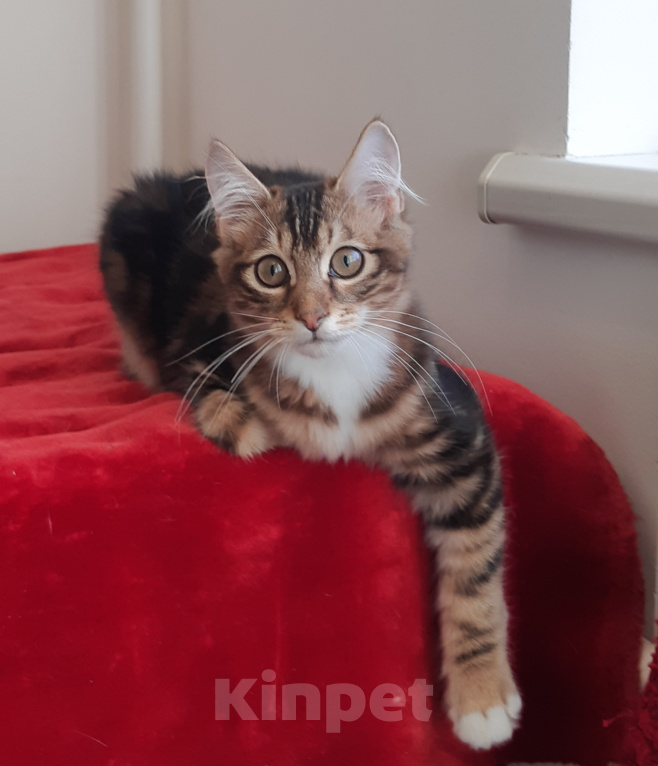 Кошки в Санкт-Петербурге: Котенок курильского бобтейла Мальчик, 35 000 руб. - фото 4