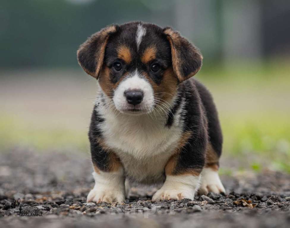 Собаки в Москве: Барон Мальчик, 50 000 руб. - фото 4