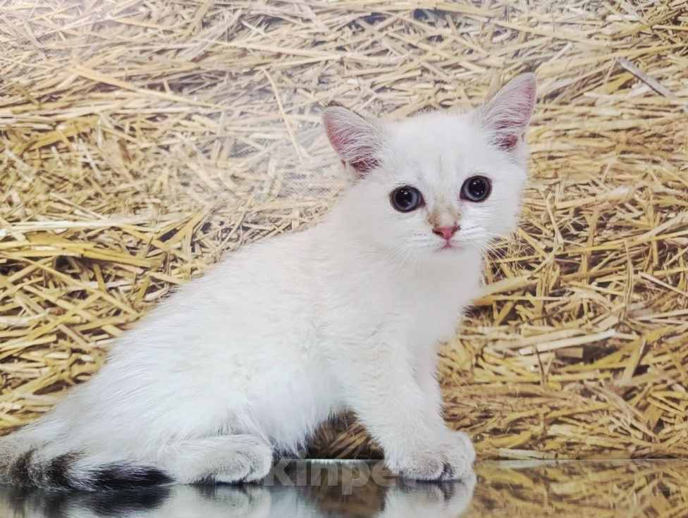 Кошки в других городах Краснодарского края: Шотландские котята Разнополые, 12 000 руб. - фото 2