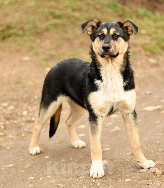 Собаки в Мытищах: щенок Ника ждет в приюте Девочка, Бесплатно - фото 5