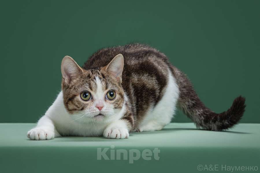 Кошки в Ликино-Дулево: Американская короткошерстная Девочка, Бесплатно - фото 3