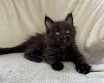 Кошки в Дмитрове: Черный солидный мальчик мейн кун Мальчик, 60 000 руб. - фото 1