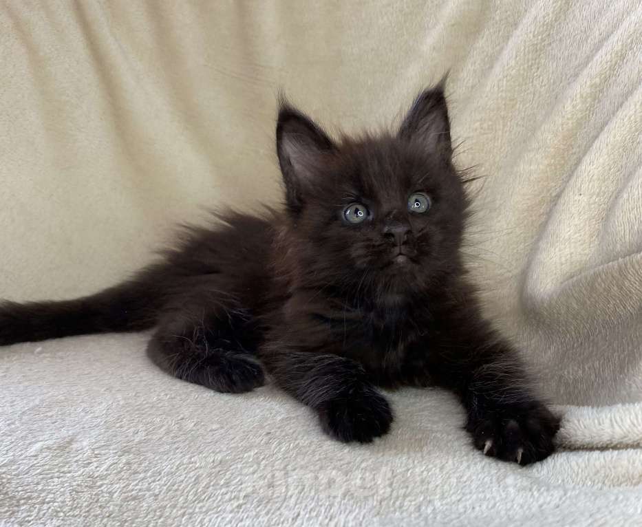 Кошки в Дмитрове: Черный солидный мальчик мейн кун Мальчик, 60 000 руб. - фото 1