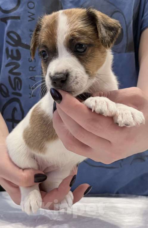 Собаки в Пензе: Продам щенков Джек Рассел терьера Мальчик, 1 руб. - фото 2