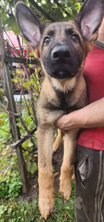 Собаки в Ореховом-Зуево: Продажа щенков Мальчик, 50 000 руб. - фото 3