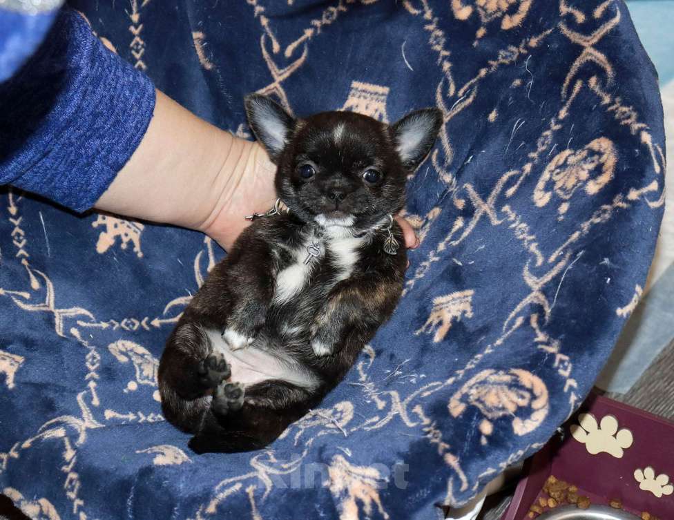 Собаки в Москве: Тигровая чихуахуа Девочка, 55 000 руб. - фото 7