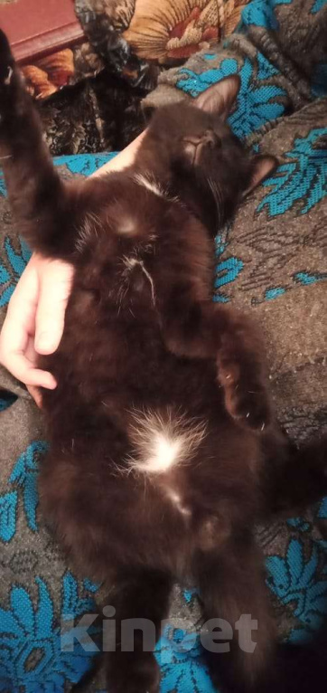 Кошки в Тамбове: Отдам котенка в добрые руки  Мальчик, Бесплатно - фото 4