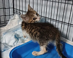 Кошки в Москве: Котенок Джеймс Бонд ищет дом Мальчик, Бесплатно - фото 10