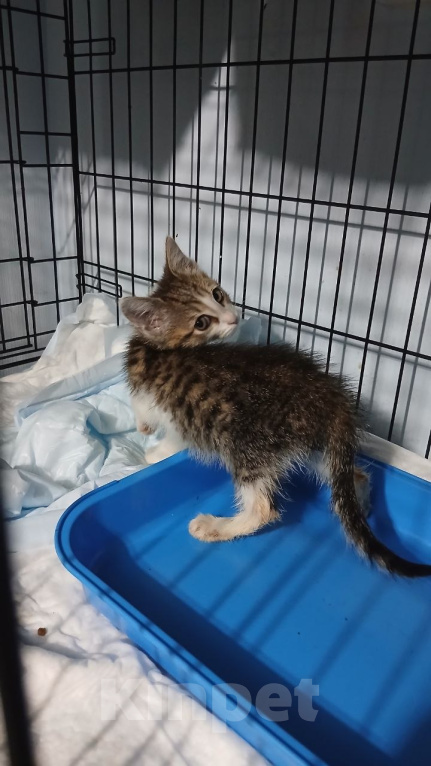 Кошки в Москве: Котенок Джеймс Бонд ищет дом Мальчик, Бесплатно - фото 10