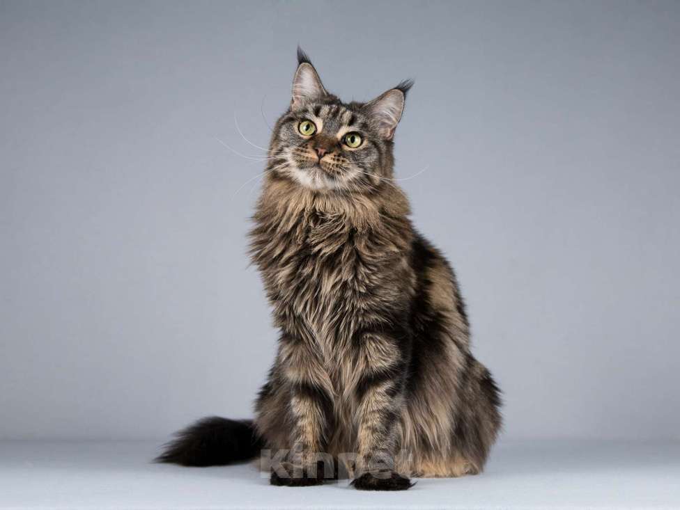 Кошки в Москве: Роскошная кошка мейнкун Мурлыка в добрые руки Девочка, Бесплатно - фото 6