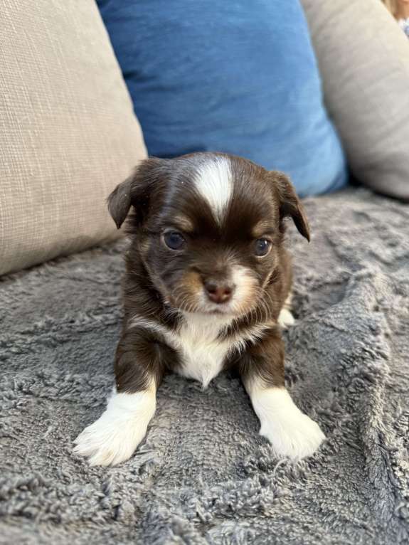 Собаки в других городах Московской области: Мальчик чихуахуа Грегори Мальчик, 60 000 руб. - фото 1