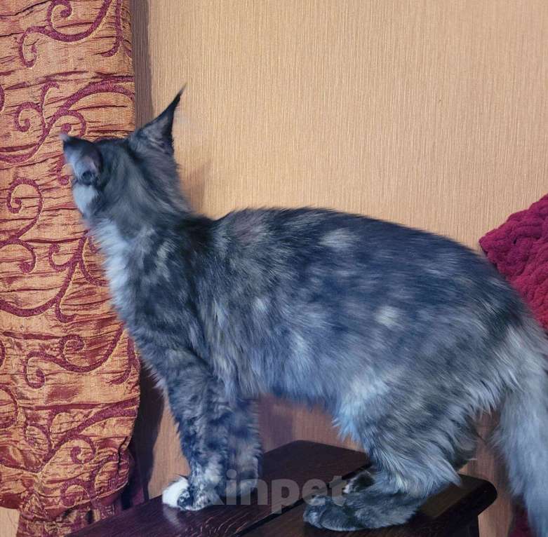 Кошки в Всеволожске: Кошка мейн-кун Ella Raksi Line Девочка, Бесплатно - фото 4