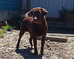 Собаки в Уссурийске: Лабрадор на вязку, 15 руб. - фото 4