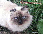 Кошки в Полярном: Серьезная кошка для добрых хозяев, Бесплатно - фото 1