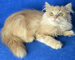 Кошки в Ливны: Котята персидские кремовые, 7 000 руб. - фото 1