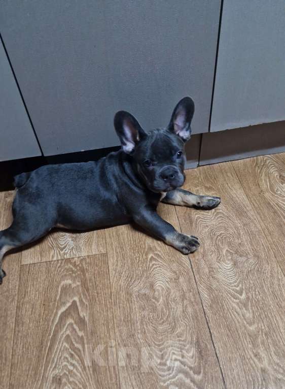 Собаки в других городах Московской области: Голубоподпалый красотун Мальчик, 45 000 руб. - фото 1