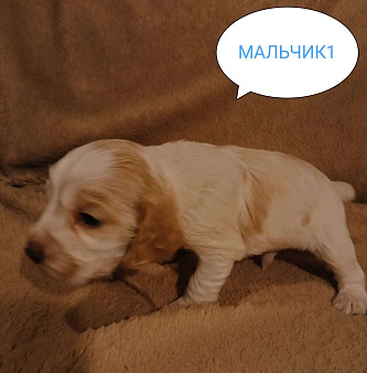 Объявление: Русский охотничий спаниель , щенок, 20 000 руб., Москва