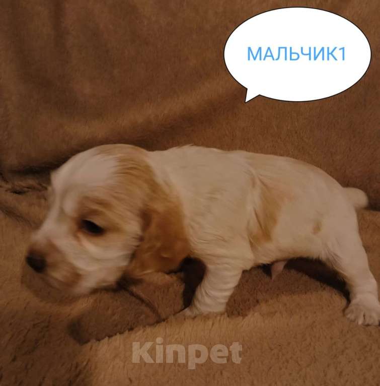 Собаки в Москве: Русский охотничий спаниель , щенок Мальчик, 20 000 руб. - фото 1