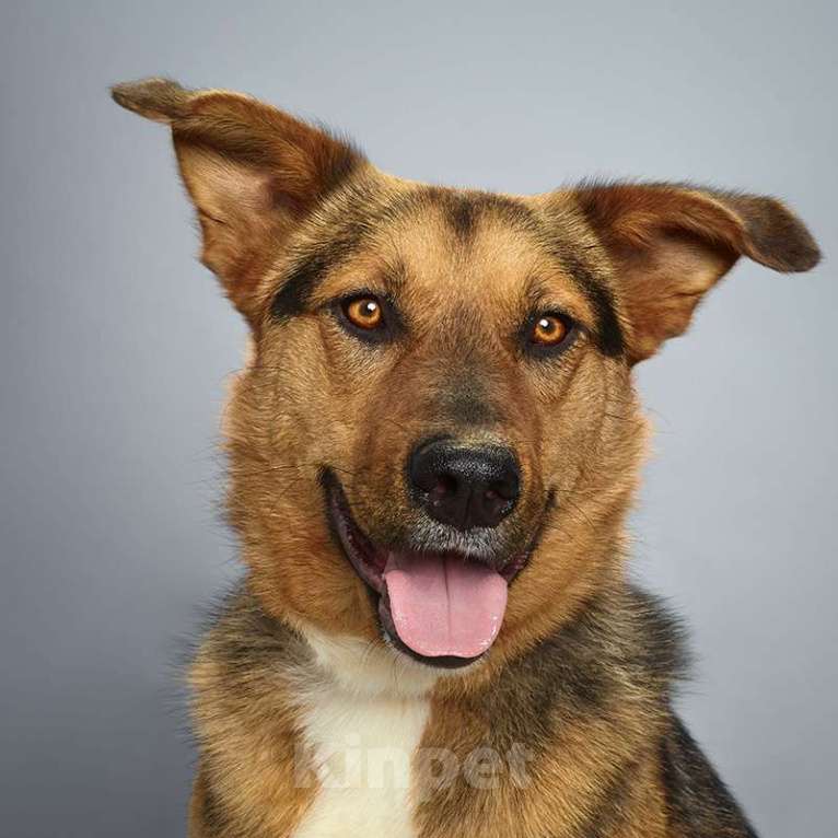 Собаки в Москве: Кристи Девочка, Бесплатно - фото 4