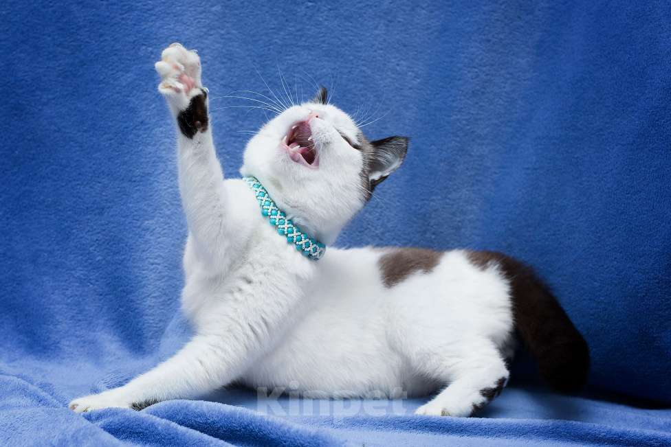 Кошки в Москве: Царевна. Метис сноу-шу Яблочко Девочка, Бесплатно - фото 2