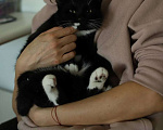 Кошки в Москве: Мурлыка Белоус метает о семье! Мальчик, Бесплатно - фото 5