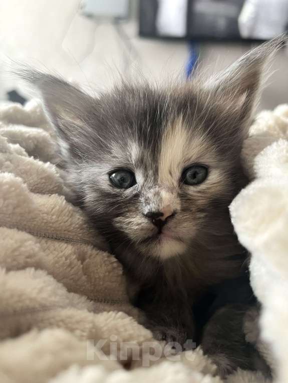 Кошки в Санкт-Петербурге: Девочка Мейн-Кун Девочка, 40 000 руб. - фото 2