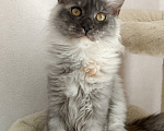 Кошки в Энгельс: Котята Мейн Кун(резерв) Девочка, 25 000 руб. - фото 1