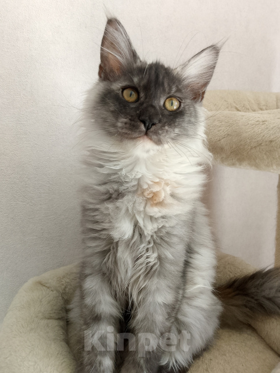 Кошки в Энгельс: Котята Мейн Кун(резерв) Девочка, 25 000 руб. - фото 1