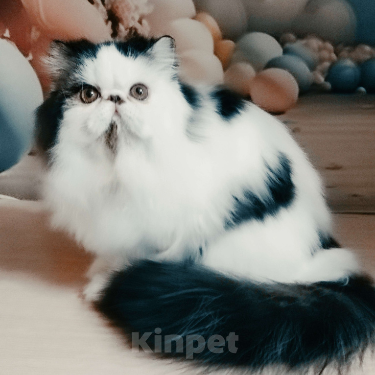 Кошки в Новосибирске: Персидский котик Мальчик, 50 000 руб. - фото 4