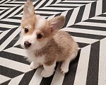 Собаки в Москве: Вельш Корги Пемброк, щенок Девочка, 35 000 руб. - фото 1