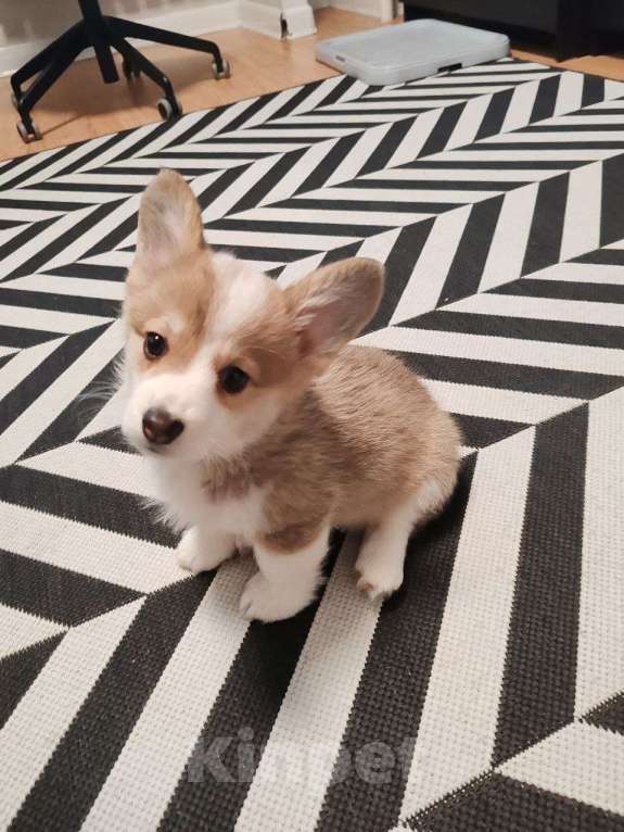 Собаки в Москве: Вельш Корги Пемброк, щенок Девочка, 35 000 руб. - фото 1